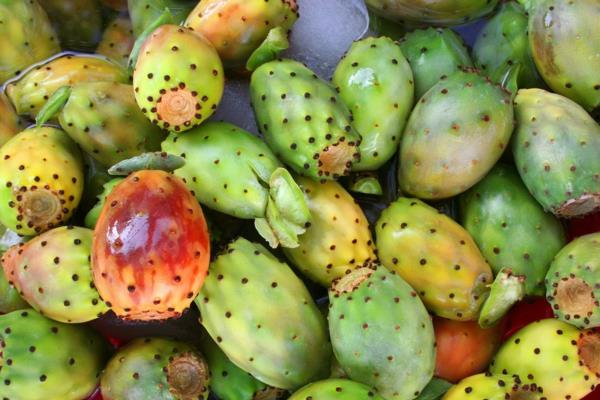 Φραγκόσυκο που τρώει φρούτα κάκτου ακόμα άγουρα opuntia φραγκοσυκιού