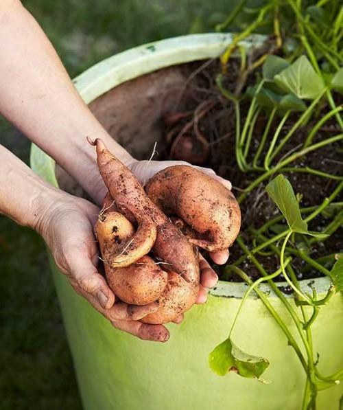 Καλλιεργήστε πατάτες στον κήπο σύμφωνα με το εποχιακό ημερολόγιο