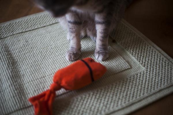 Παιχνίδια παιχνιδιών γάτας με κάλτσες που τσιμπάνε άγρια ​​ζωή