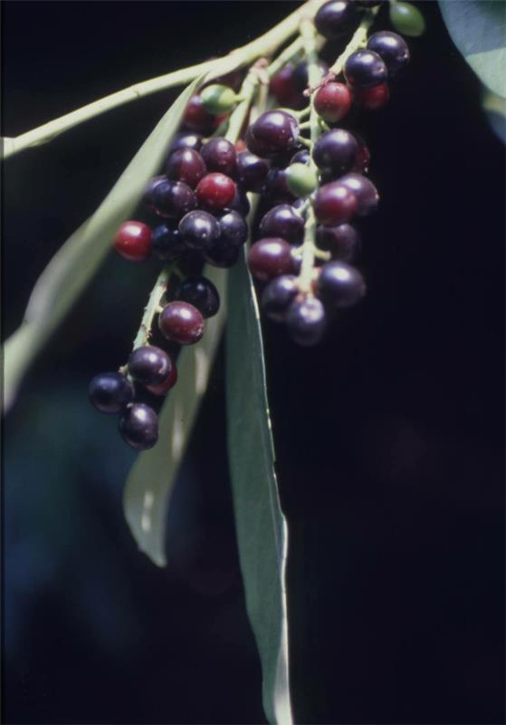 Δάφνη κερασιάς Prunus laurocerasus φρούτα αειθαλή φυτά φράκτη