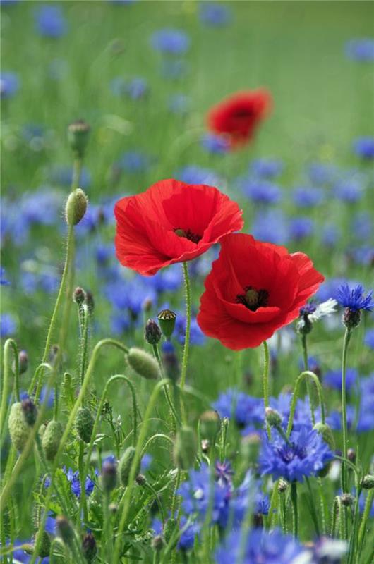 Παπαρούνα καλαμποκιού Papaver rhoeas όμορφα ανοιξιάτικα λουλούδια εικόνες