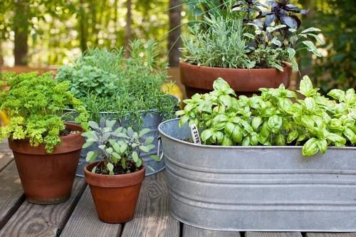 Δημιουργήστε έναν μικρό κήπο Διατηρήστε τα βότανα της κουζίνας σε γλάστρες