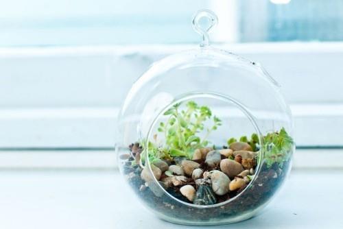 Μικρό terrarium πολύ εξωτικά μπαχαρικά στον μικρό κήπο