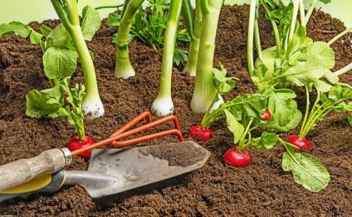 Διατηρήστε τα ραπανάκια σκόρδου στο κρεβάτι του κήπου Συγκομιδή σύμφωνα με το εποχιακό ημερολόγιο