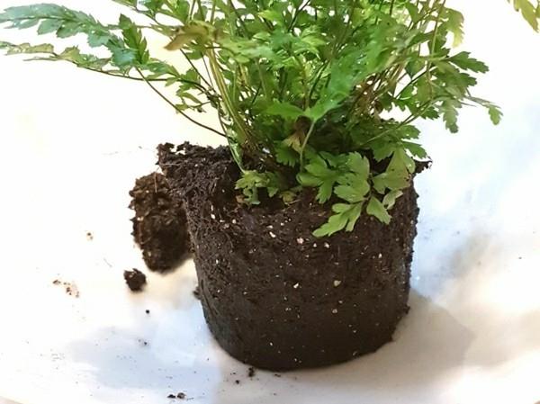 Ο Kokedama φτιάξτε μόνοι σας φυτό φτέρης από βρύα