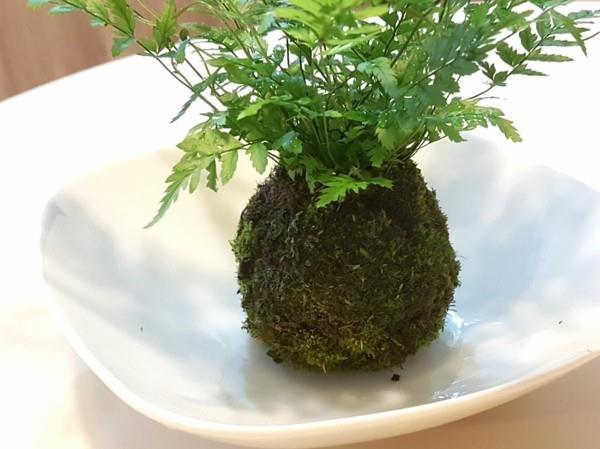 Kokedama φτιάξτε μόνοι σας βρύα σε σχήμα μπάλας βρύα