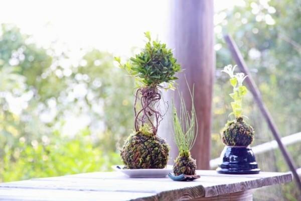 Το Kokedama καθιστά εύκολη τη φροντίδα των φυτών μπαλκονιού με βρύα από βρύα