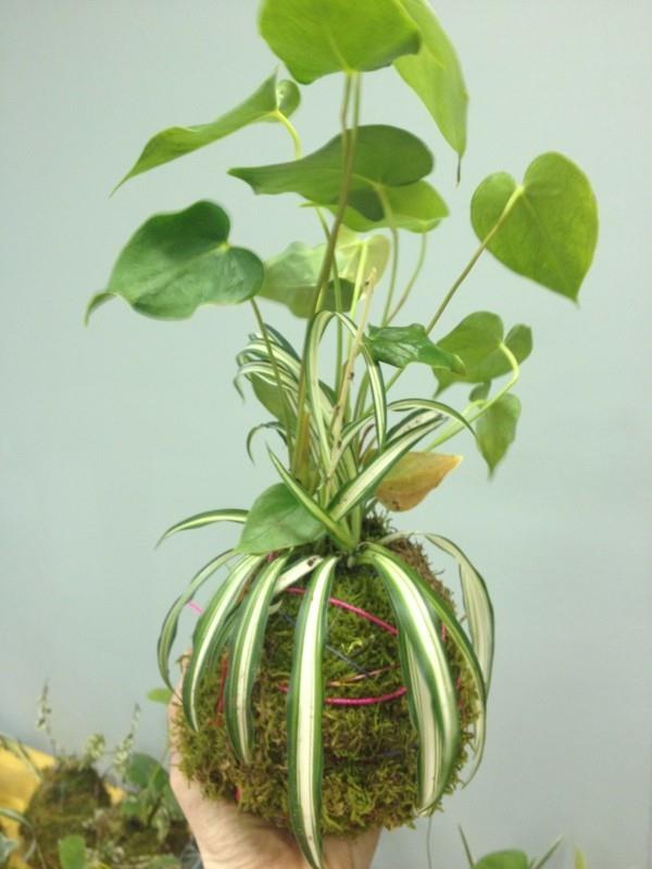 Το Kokedama καθιστά τα φυτά εσωτερικού χώρου Mooskugel Moosball εύκολο στη φροντίδα