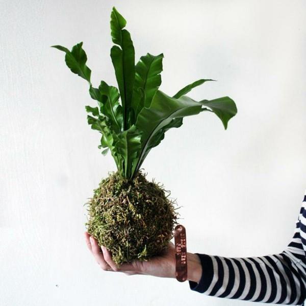Το ίδιο το Kokedama φτιάχνει μπαλάκια βρύα που φροντίζουν εύκολα φυτά εσωτερικού χώρου