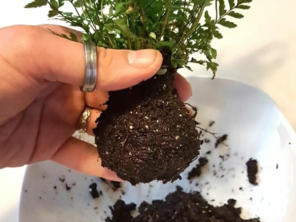 Φτιάξτε τον Kokedama μόνοι σας και μεταμοσχεύστε τη μπάλα βρύα