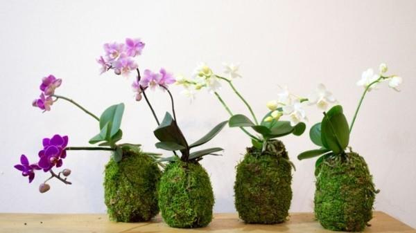 Το ίδιο το Kokedama καθιστά τις μπάλες βρύου εύκολες στη φροντίδα φυτών εσωτερικού χώρου