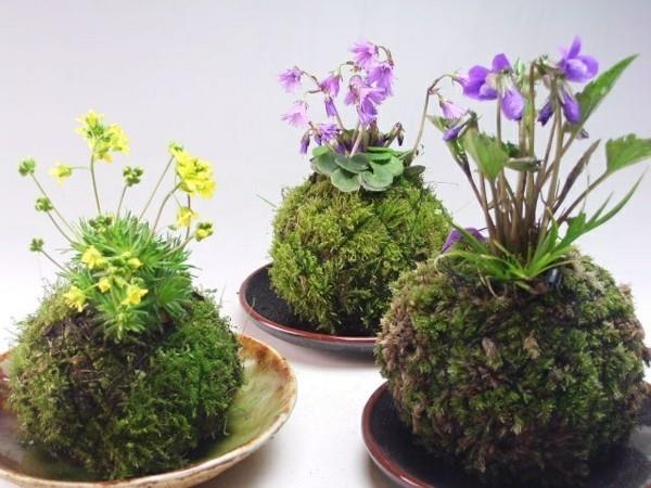 Ο Kokedama φτιάξτε μόνοι σας ιαπωνική μπάλα βρύα τέχνης κήπου
