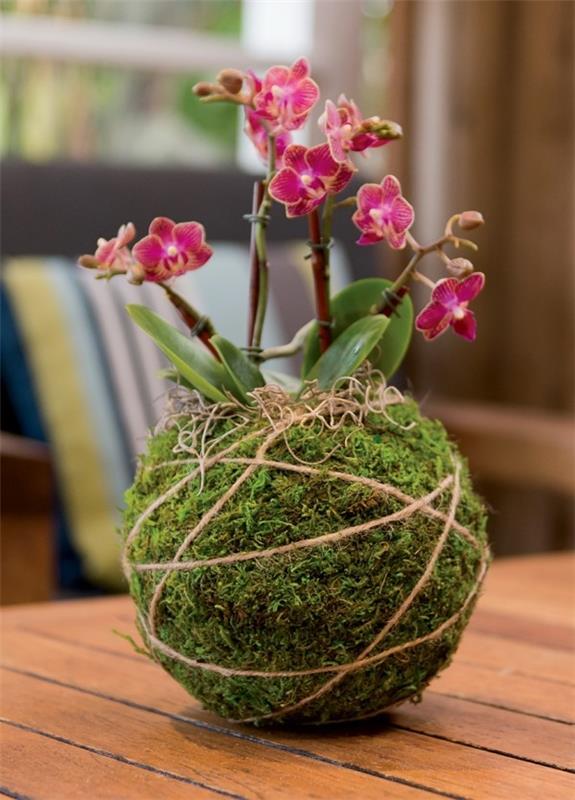 Το ίδιο το Kokedama φτιάχνει ιαπωνικά καλλιτεχνικά φυτά εσωτερικού χώρου