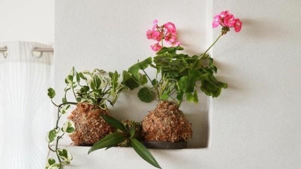 Το Kokedama καθιστά την ιαπωνική τέχνη στον κήπο να διακοσμεί μικρές γωνιές