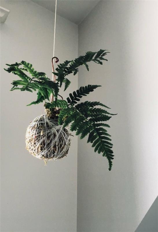 Ο ίδιος ο Kokedama κάνει τα ιαπωνικά φυτά να κρέμονται