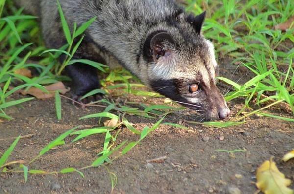 Kopi Luwak Coffee Katzenkaffee Sneak Cat Patch Musang