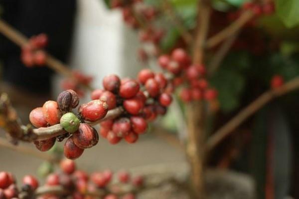 Ο καφές καφέ Kopi Luwak είναι ο πιο ακριβός καφές στον κόσμο