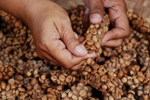 Kopi Luwak καφέ γάτα καφέ πιο ακριβό καφέ καυτερό καφέ