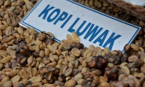 Καφές Kopi Luwak Τιμή Καφές γάτας πιο ακριβός καφές Ινδονησία