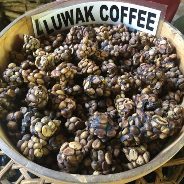 Ο καφές Kopi Luwak αγοράζει καφέ για γάτες, τον πιο ακριβό καφέ