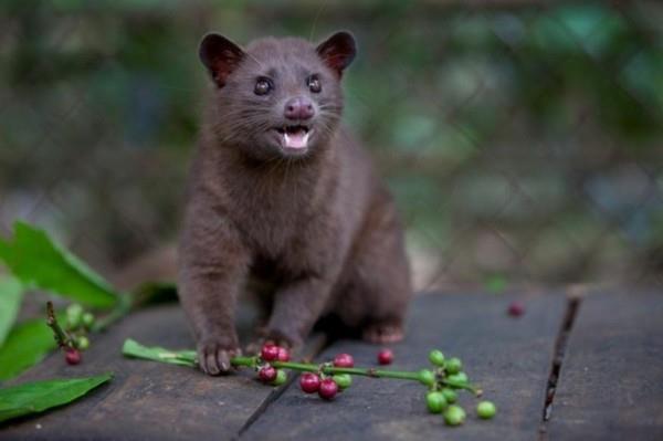 Kopi Luwak αγοράστε καφέ καφέ γάτα πιο ακριβό καφέ άγρια ​​σέρνεται κεράσια καφέ γάτα