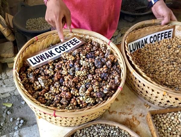 Ο καφές Kopi Luwak αγοράζει καφέ γάτας τον πιο ακριβό καφέ