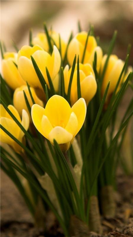 Κρόκος κίτρινος κρόκος όμορφα ανοιξιάτικα λουλούδια εικόνες