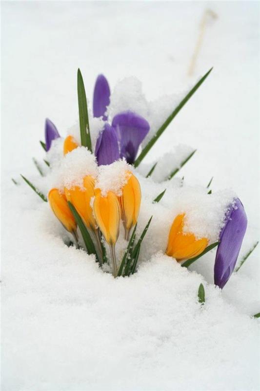 Κρόκος στο χιόνι Κρόκος όμορφα ανοιξιάτικα λουλούδια εικόνες