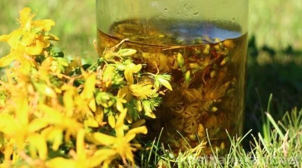 Βότανα St. John's wort κίτρινα λουλούδια θεραπείες από τη φύση