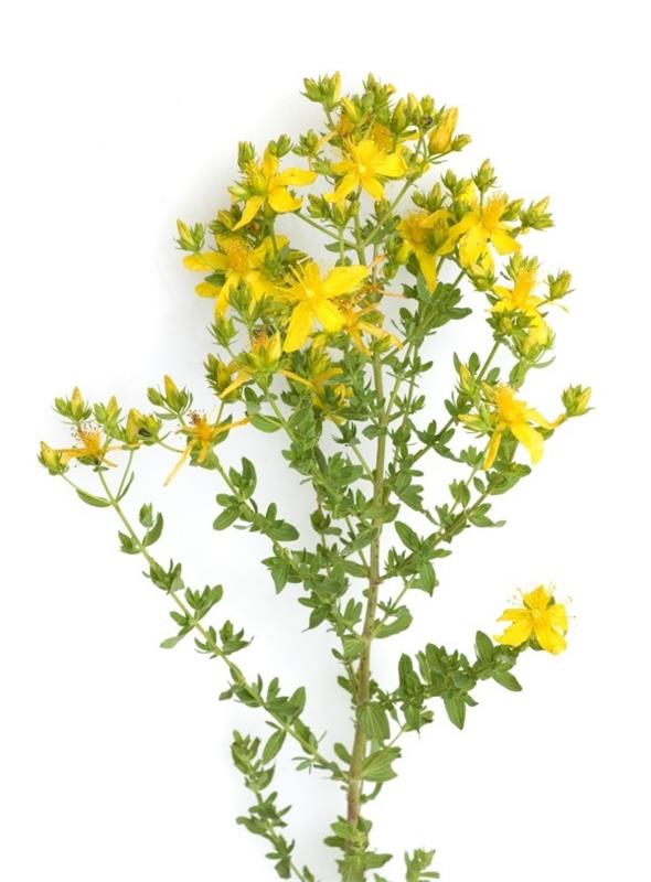 Herbs St. John's wort yellow flowers για έναν ξεκούραστο και ξεκούραστο βραδινό ύπνο