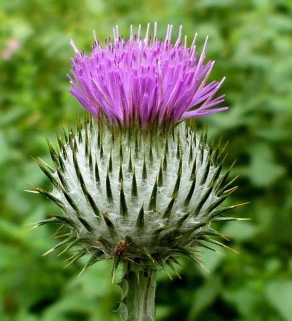 Herbs for Detox Medicinal Herb Milk Thistle