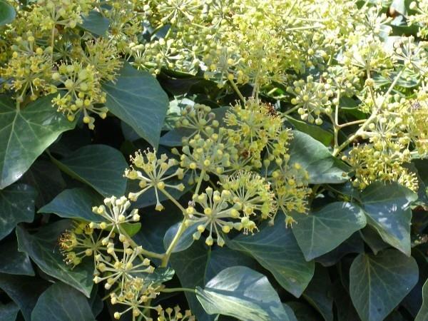 Βότανα κατά του βήχα Τα άνθη του κισσού είναι οι θεραπευτικές ιδιότητες της φύσης
