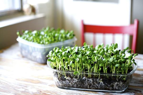Καλλιεργήστε βότανα στο σπίτι Ακολουθήστε την ανάπτυξη από κοντά