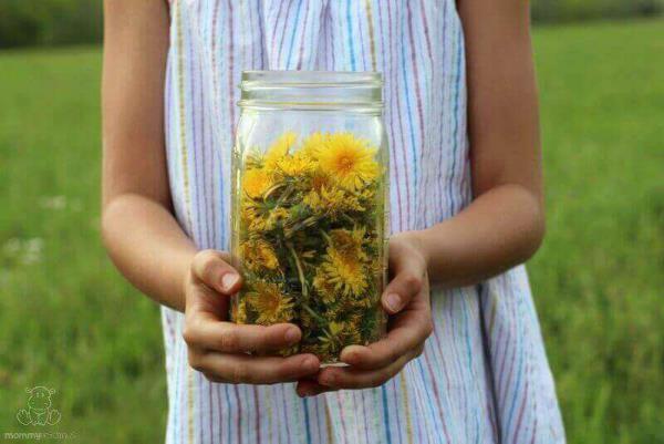 Εφαρμογή μαγειρικής πικραλίδα Φτιάξτε μόνοι σας μέλι πικραλίδα και συλλέξτε κίτρινα λουλούδια