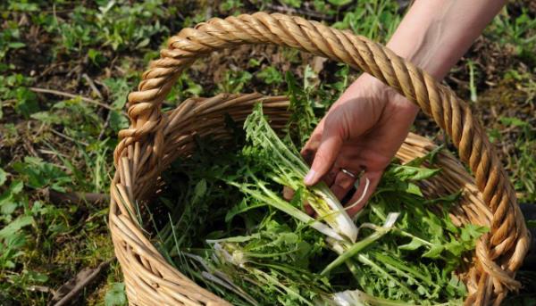 Εφαρμογή μαγειρικής πικραλίδα που συλλέγει πράσινα φύλλα πικραλίδα σε εξωτερικούς χώρους