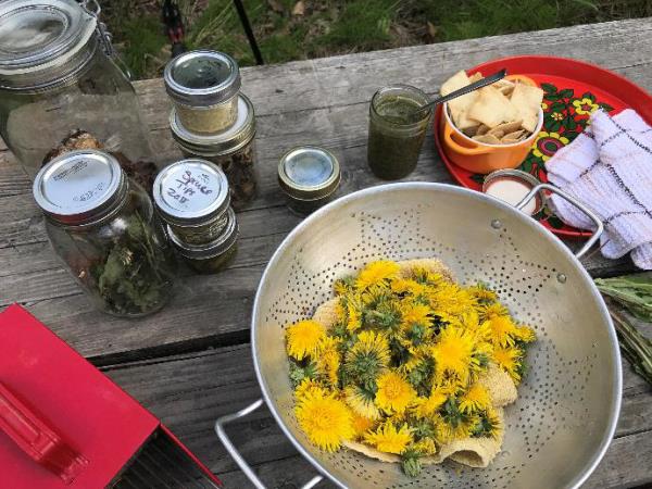 Εφαρμογή μαγειρικής πικραλίδα διαφορετικούς τρόπους παρασκευής κίτρινων λουλουδιών