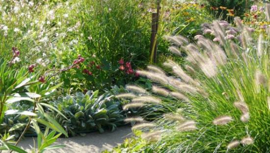 Το Pennisetum στον κήπο σε ένα ηλιόλουστο σημείο χρειάζεται πολύ νερό το καλοκαίρι