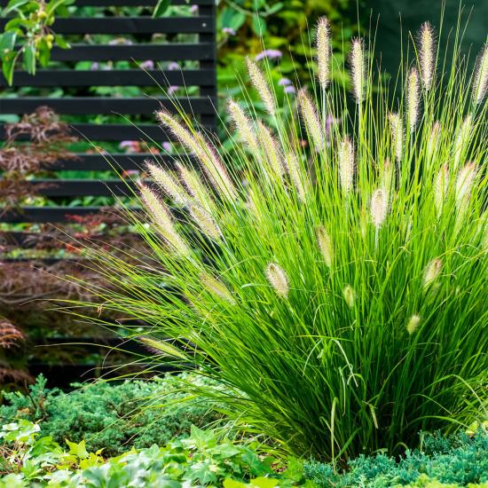 Pennisetum σε πλήρη άνθηση στον κήπο, καταπράσινα λουλούδια που μοιάζουν με ακίδες