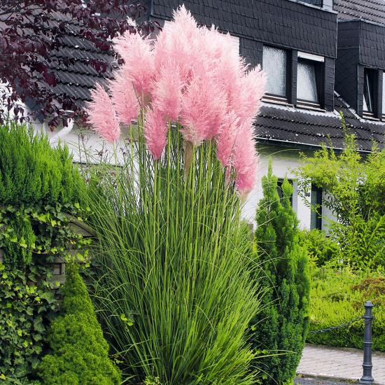 Λάμπα καθαριστικό γρασίδι ροζ λουλούδι αιχμές ένα πραγματικό μάτι στον κήπο ύψος περίπου 150 εκατοστά