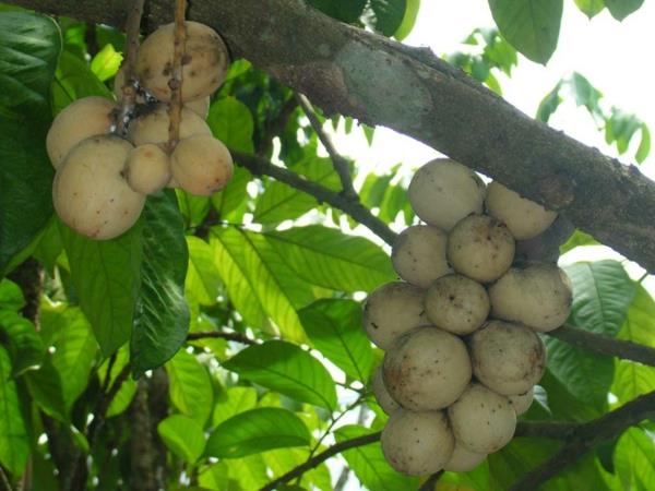 Lansiumdomesticum εξωτικά δέντρα λίστα εξωτικών φρούτων