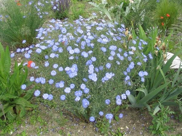 Linum perenne