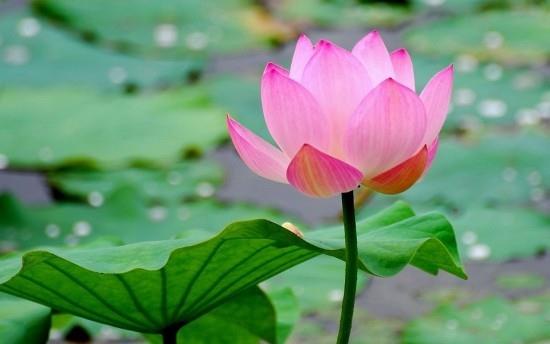 Λουλούδι λωτού Feng Shui λουλούδια που σημαίνει τελειότητα στη φύση