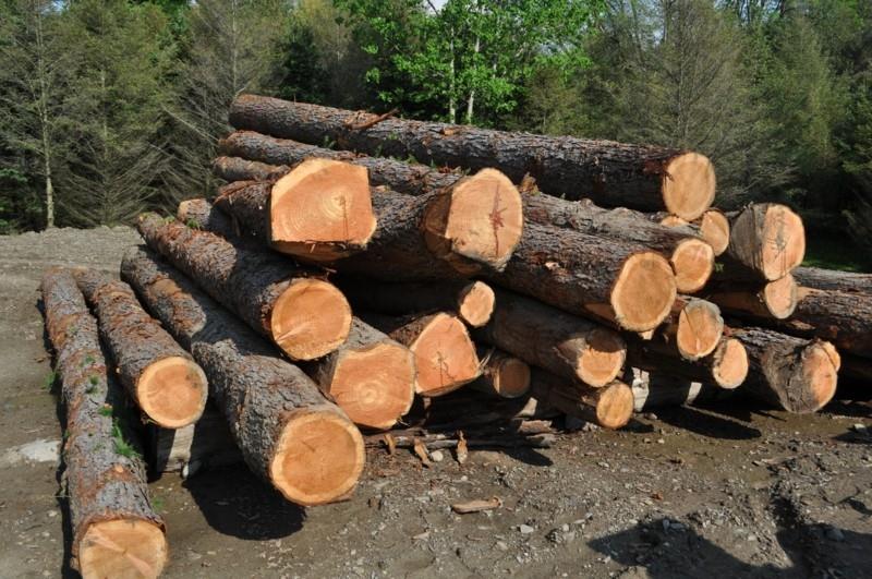 το ξύλο λάρις πλεονεκτεί το ξύλο του δάσους