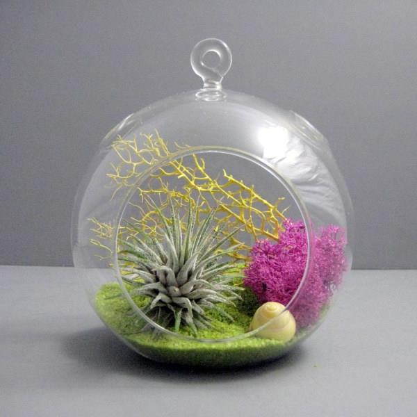 Air φυτών terrarium εκπληκτικό κατάστημα etsy