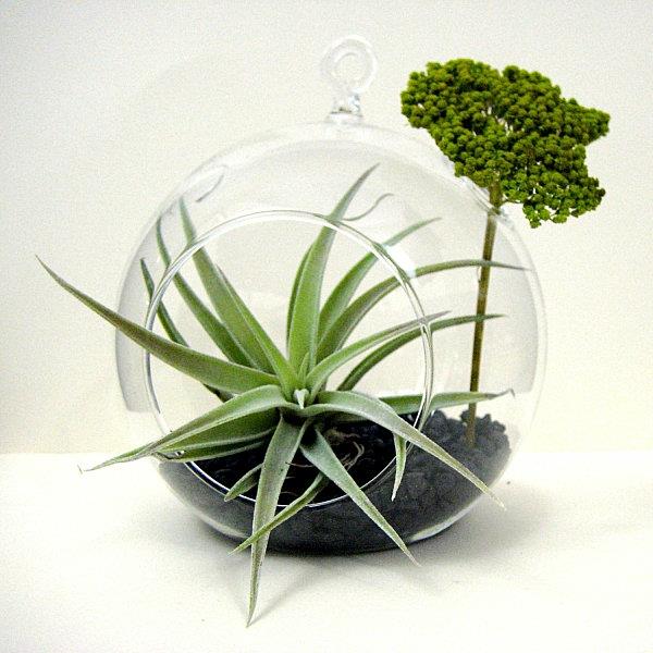 Αεροπορικές εγκαταστάσεις terrarium αλεσμένο δοχείο γυαλιού