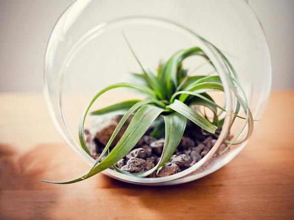 Εγκαταστάσεις αέρα πέτρες terrarium γυαλί