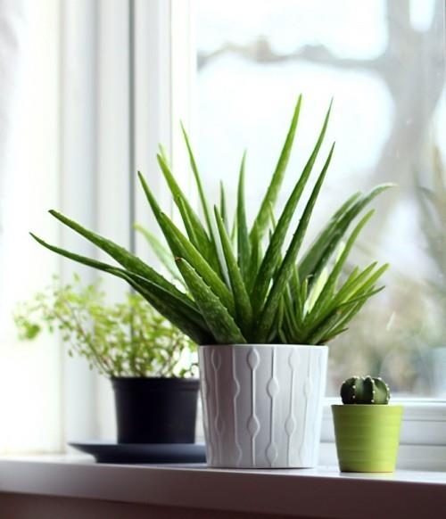 Φυτά καθαρισμού αέρα Aloe Vera ευεργετικές ιδιότητες για σφριγηλό, λαμπερό δέρμα
