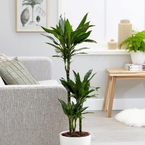 Φυτά καθαρισμού αέρα Dracaena κατάλληλο φυτό εσωτερικού χώρου για το σύγχρονο σπίτι
