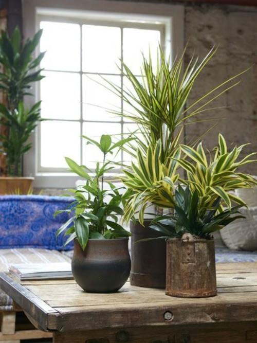 Τα φυτά καθαρισμού του αέρα στο σπίτι διατηρούν εξαιρετική διάταξη ορισμένων φυτών σε γλάστρες μαζί
