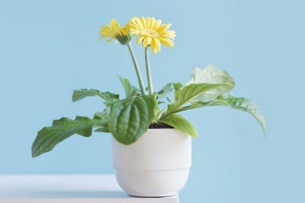Φυτά καθαρισμού του αέρα Χρυσάνθεμο σε γλάστρες Φέρτε τη φύση στο σπίτι